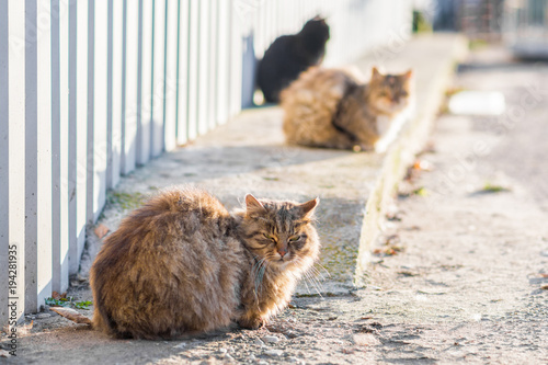 Canvas Print tree street wild homeless cats