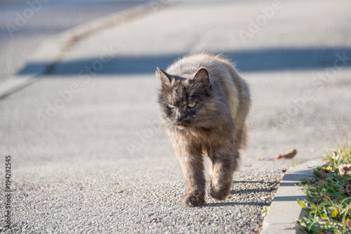 Canvas Print street wild homeless cat