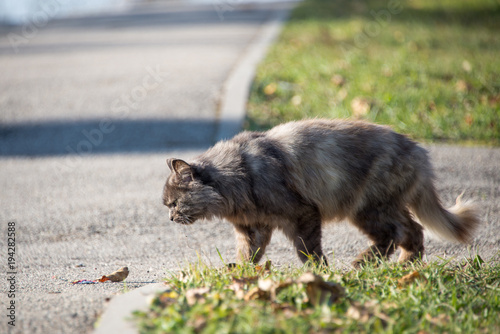 street wild homeless cat