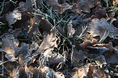 texture of autumn leaves frosts on grass close up