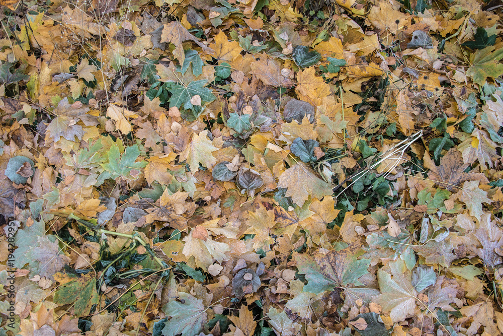 texture of autumn leaves frosts on grass