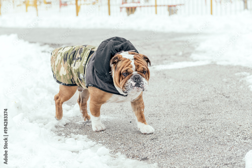 English bulldog walking in the park during cold weather