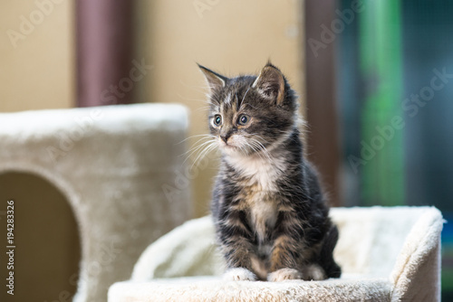 kitten sit on a shelf in an animal shelter