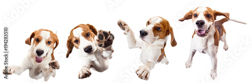 Jumping dog isolated on a white background .