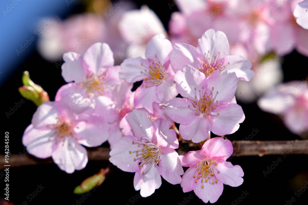 Obraz premium 河津桜（カワヅザクラ）/早咲きの桜の代表。美しい薄ピンクで開花期間が長い。花の少ない寒い時期に咲くため非常に人気が高い。