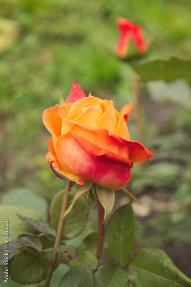 A delicate bud, a red, orange rose.  Grows in the garden.
