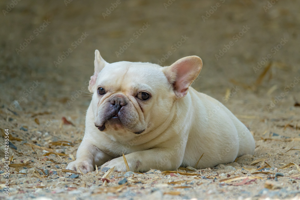 Fototapeta premium Cute little French bulldog playing on dirt ground, close-up shot.