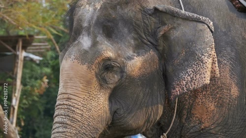 Elephant waving his ears and trunk moves. Close-up. Slow Motion in 96 fps. An elephant in an enclosure on an elephant farm. Thailand, Pattaya. photo