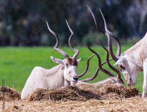 Fototapeta Naklejka Na Ścianę i Meble -  A herd  of Arabian oryx or white oryx (Oryx leucoryx) rest on a sunny day