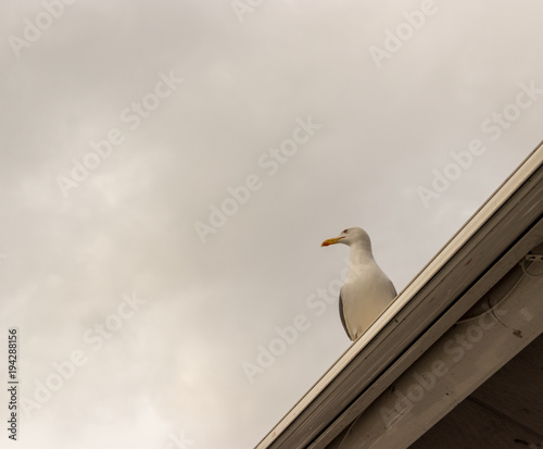 Seagull perched on a roof