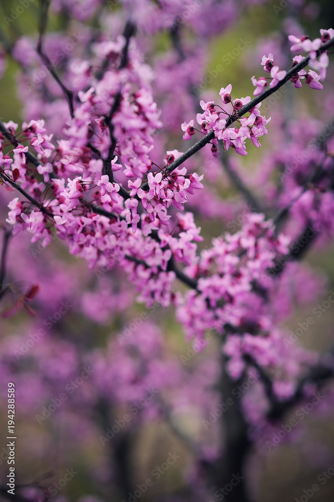 Cercis canadensis Redbuds Blooming
