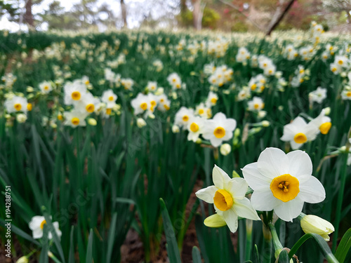 narcissus blossoms in forest