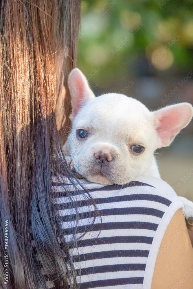 Lady carrying Cute little French bulldog on shoulder, close-up shot.