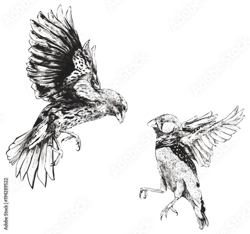 Fototapet Darwin Finches Flying Fighting Hand Drawn