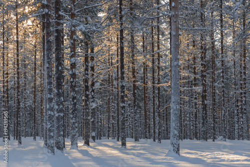 the winter in swedish Lapland