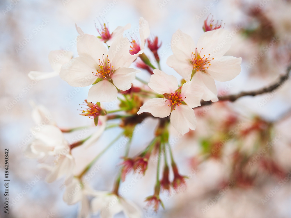 japan sakura flower or cherry blossom full bloom in spring season. japan sakura flower or cherry blossom full bloom in spring season.