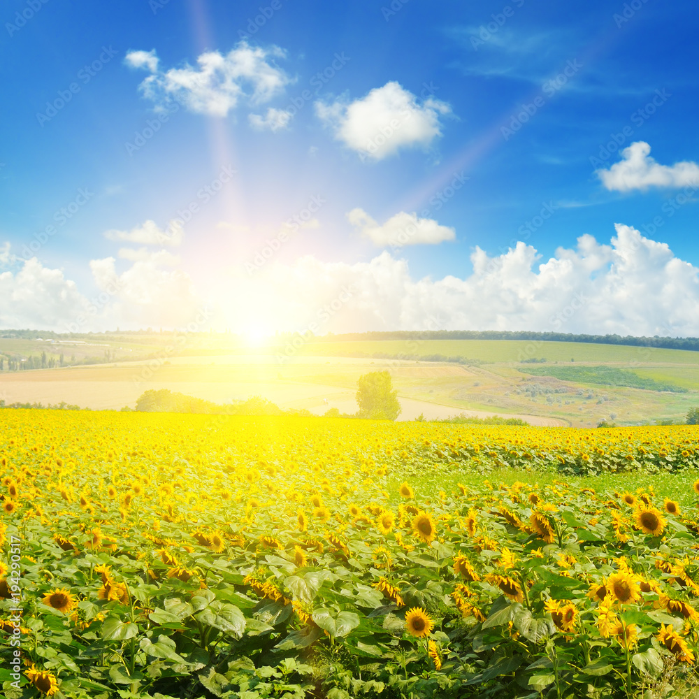 Obraz premium Field of sunflowers and sun rise.