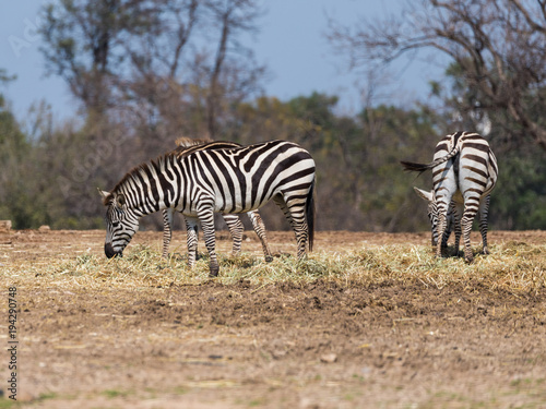 The herd  of Zebras looking for food on the ground