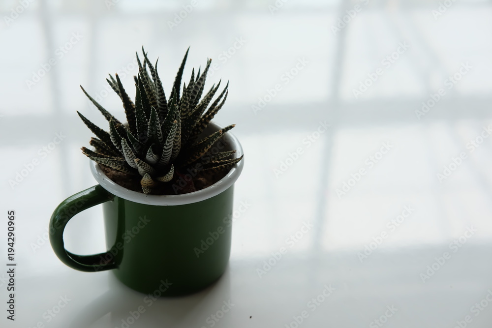 plant, pot, green, flower, cactus, isolated, nature, white, leaf, decoration, succulent, growth, flowerpot, spring, botany, grass, tree, aloe, grow, houseplant, herb, cup, fresh, object, flower pot plant, pot, green, flower, cactus, isolated, nature, white, leaf, decoration, succulent, growth, flowerpot, spring, botany, grass, tree, aloe, grow, houseplant, herb, cup, fresh, object, flower pot