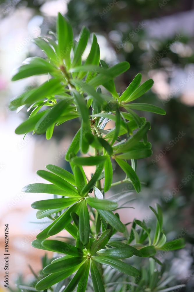 Obraz premium plant, green, leaf, nature, herb, leaves, fresh, food, parsley, garden, closeup, spring, isolated, grass, mint, branch, tree, macro, organic, white, summer, ingredient, natural, medicine, herbal
