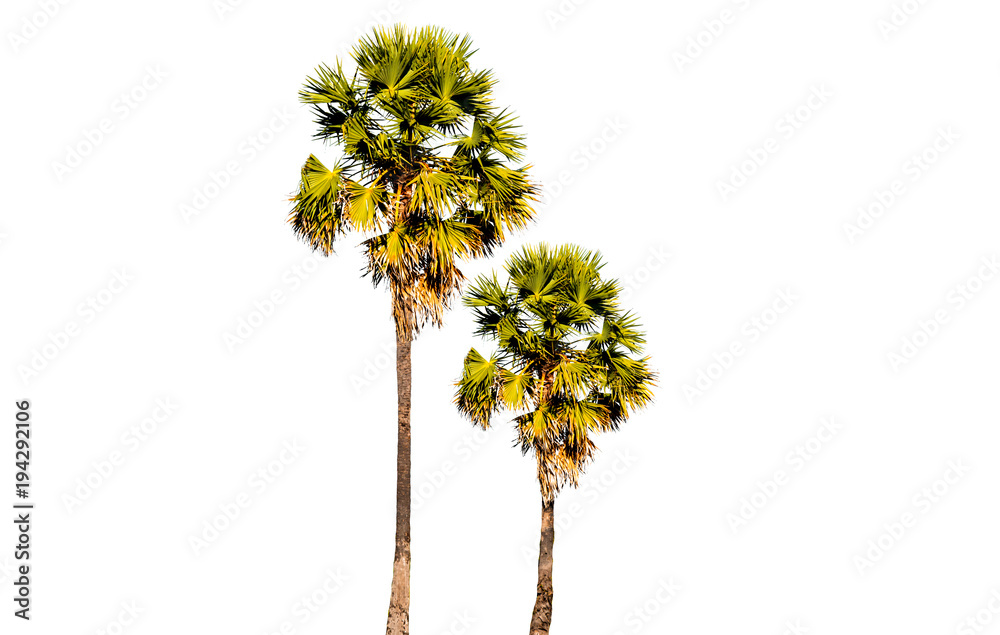 Obraz premium Palm trees in Thailand isolated on white background