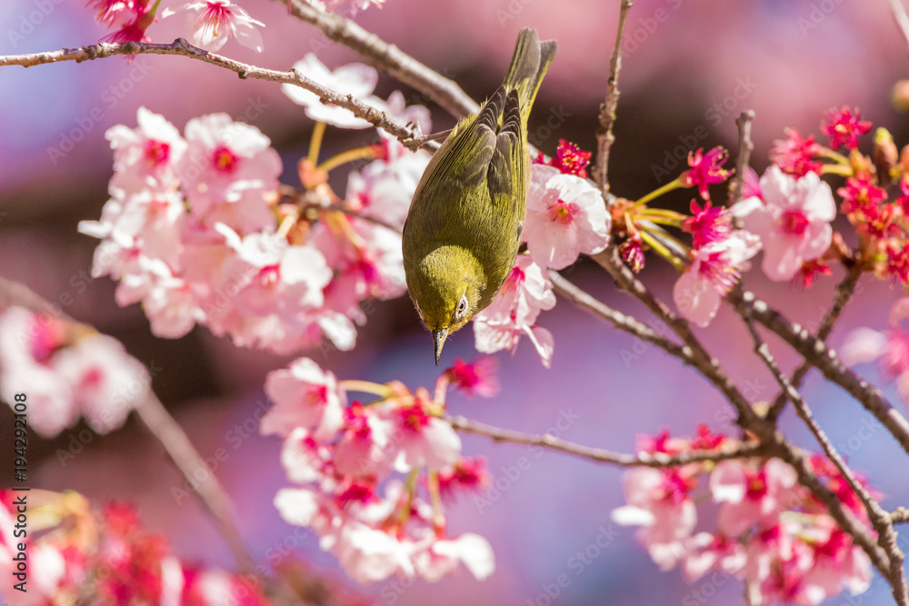 The Japanese White-eye.The background is cherry blossoms(Japanese name is Kanzakura). Located in Tokyo Prefecture Japan. The Japanese White-eye.The background is cherry blossoms(Japanese name is Kanzakura). Located in Tokyo Prefecture Japan.