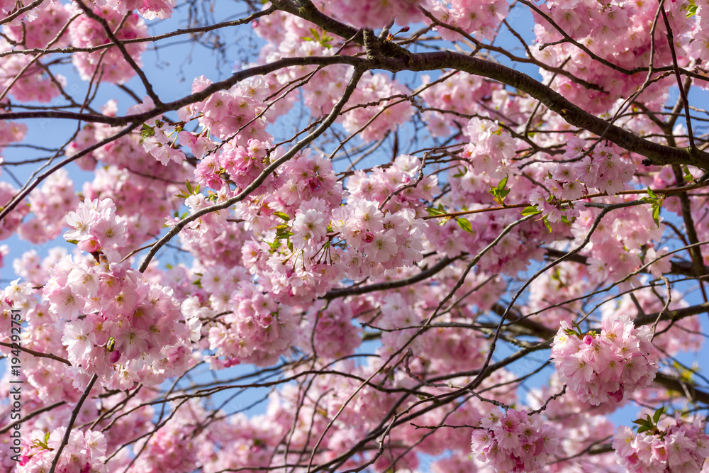 Japanische Kirschblüte bei schönem sonnigen Wetter in einem Park