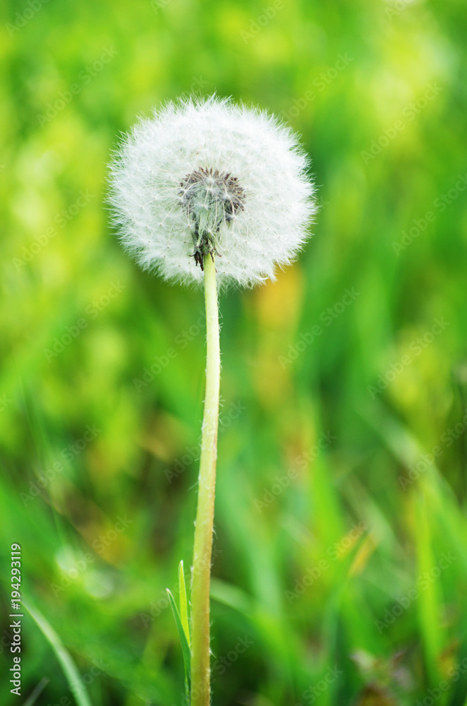 Alone dandelion on green grass background Alone dandelion on green grass background
