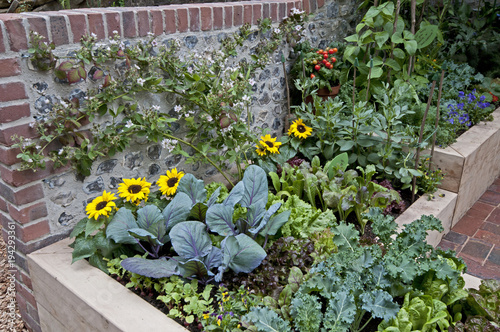 Fototapeta Naklejka Na Ścianę i Meble -  Small urban edible garden with selection of vegetables and flowers