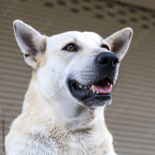 Close-up of the face of a white Thai dog who is staring at something and opens his mouth funny and playful.