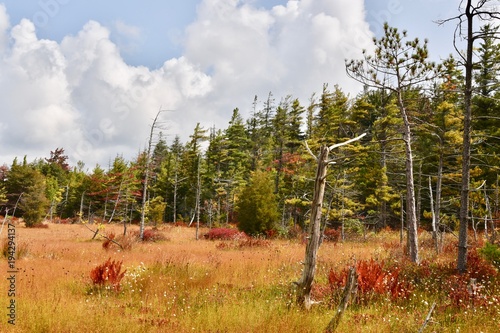 Spruce bog flats in Laurel highlands