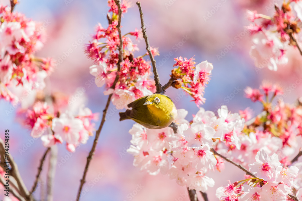 The Japanese White-eye.The background is cherry blossoms(Japanese name is Kanzakura). Located in Tokyo Prefecture Japan.
