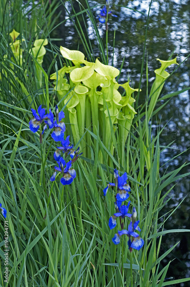 Fototapeta premium A water garden celebrating one of the world's fragile habitats and a selection of suitable plants