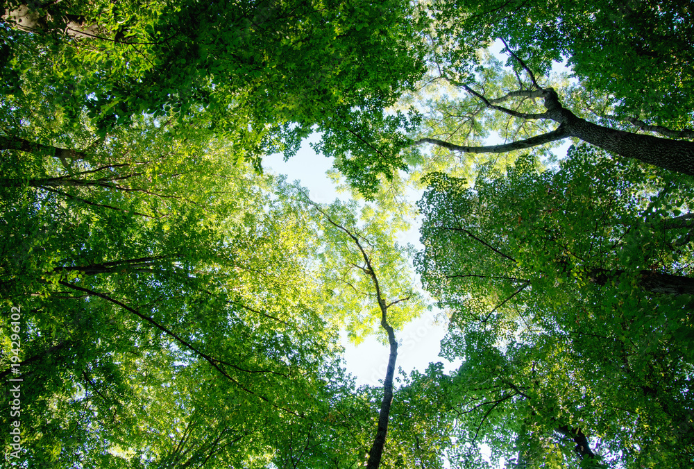 Nature green wood sunlight backgrounds.