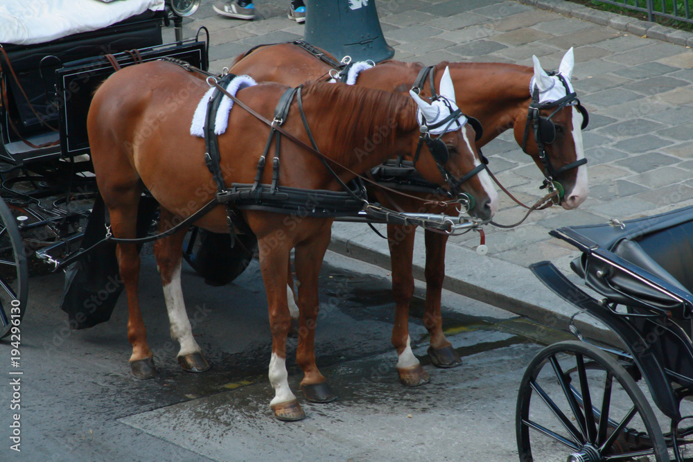 Two horses of a taxi carriage, are resting after a tour through Vienna, Austria Two horses of a taxi carriage, are resting after a tour through Vienna, Austria