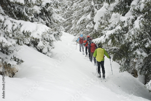 group of people, sporty, make ski mountaineering (trekking), walking on path with fresh snow, after storm, pine forest covered with snow, isolated, winter, Alps, Vigezzo Valley, Piedmont, Italy