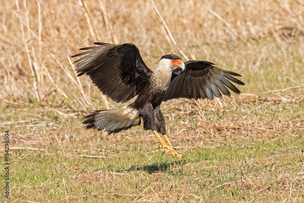 Crested Caracara Coming In For A Landing In The Swampland Of Florida Crested Caracara Coming In For A Landing In The Swampland Of Florida