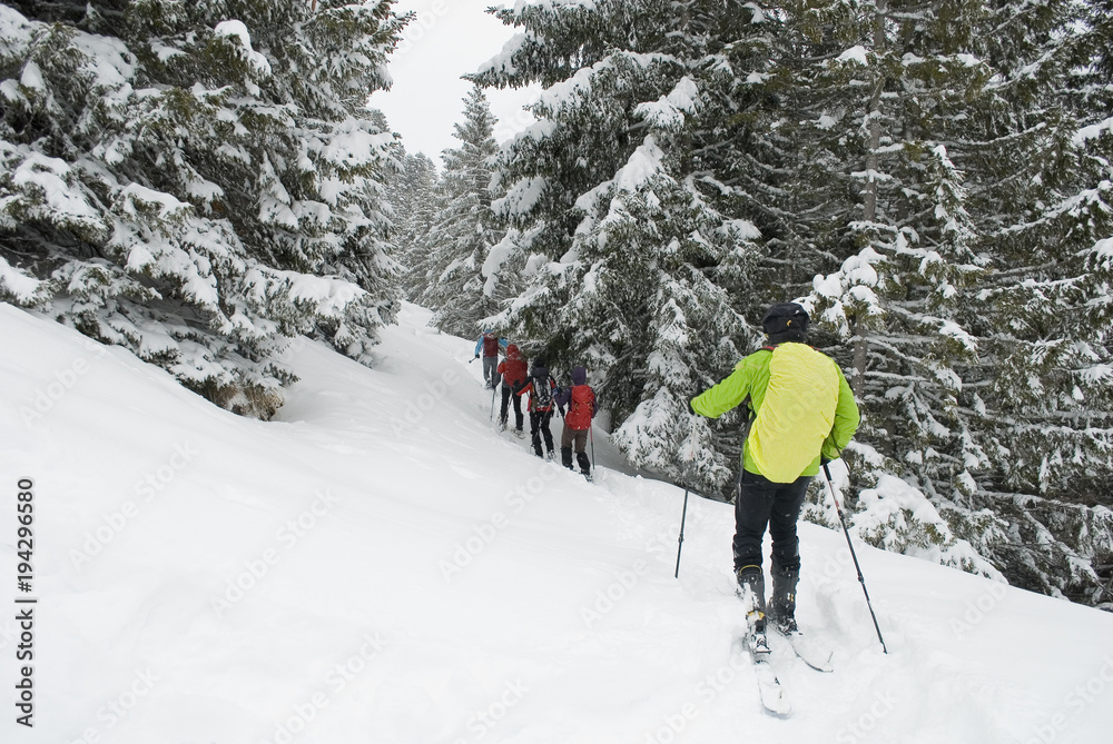 group of people, sporty, make ski mountaineering (trekking), walking on path with fresh snow, after storm, pine forest covered with snow, isolated, winter, Alps, Vigezzo Valley, Piedmont, Italy group of people, sporty, make ski mountaineering (trekking), walking on path with fresh snow, after storm, pine forest covered with snow, isolated, winter, Alps, Vigezzo Valley, Piedmont, Italy