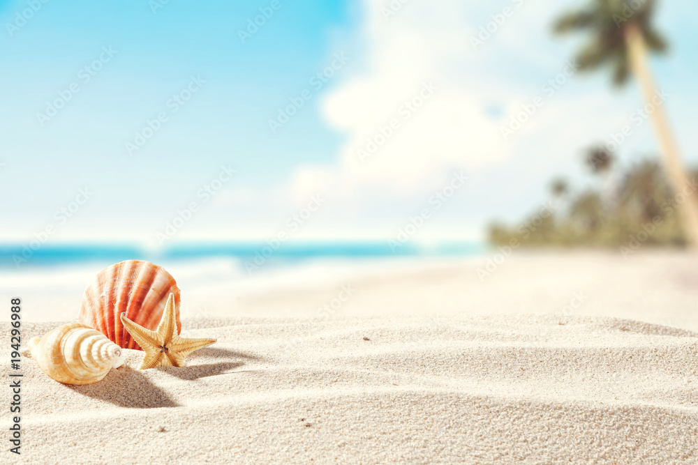 Obraz premium shell on sand and free space 