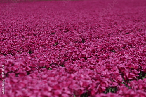 riesiges feld mit Rosa roten Tulpen