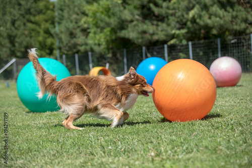 border collie macht mit grossem orangenem treibball sport #194297199