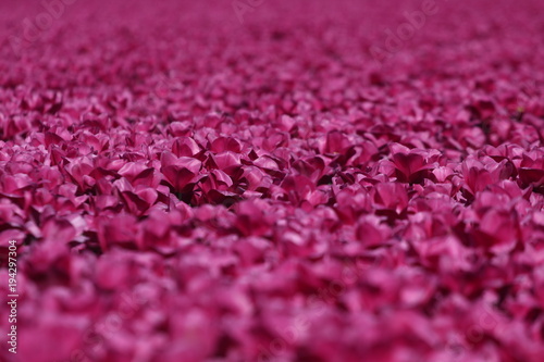 Blumenfeld - rosa Tulpen