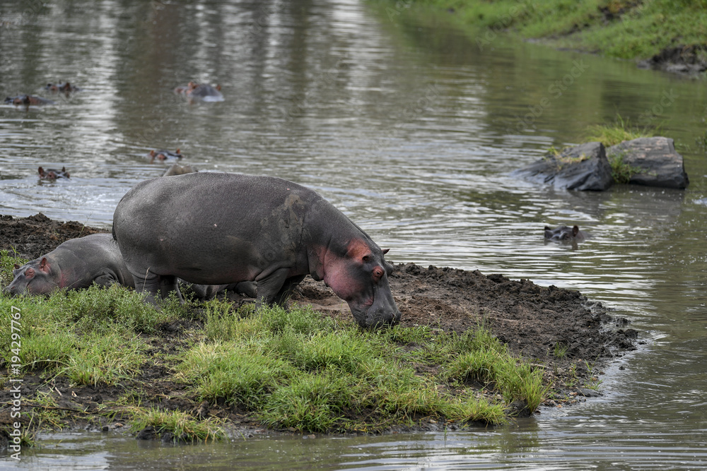 Fototapeta premium Hippo