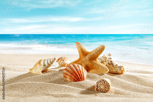 Fototapeta Naklejka Na Ścianę i Meble -  shell on sand and summer time 