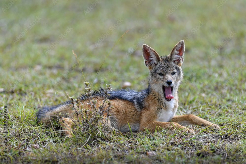 Jackal Jackal