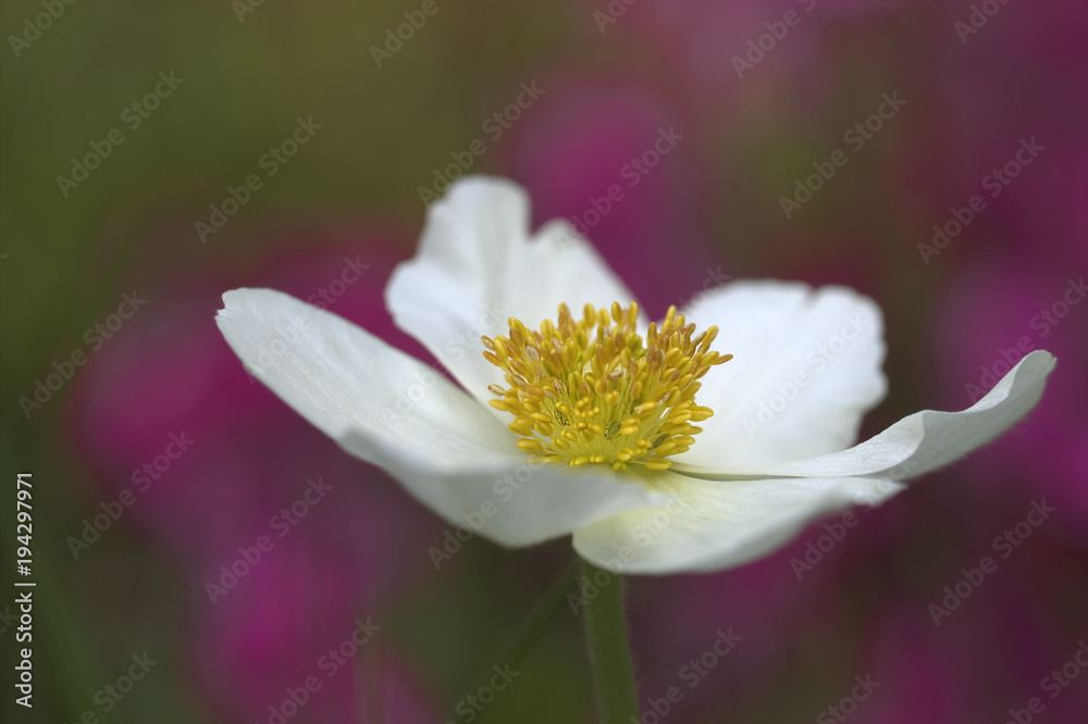 Obraz premium Weiße Anemone, lichtdurchflutet