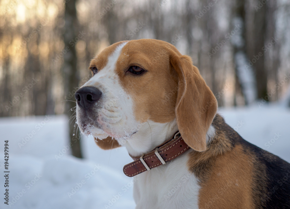 Beagle dog at sunset in winter