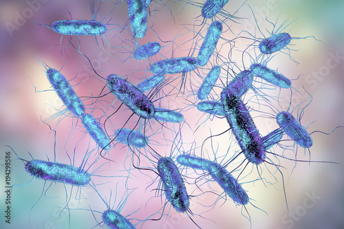 Salmonella bacteria. S. typhi, S. typhimurium and other Salmonella, Gram-negative rod-shaped bacteria, the causative agents of enteric typhus and food toxicoinfection salmonellosis, 3D illustration photo