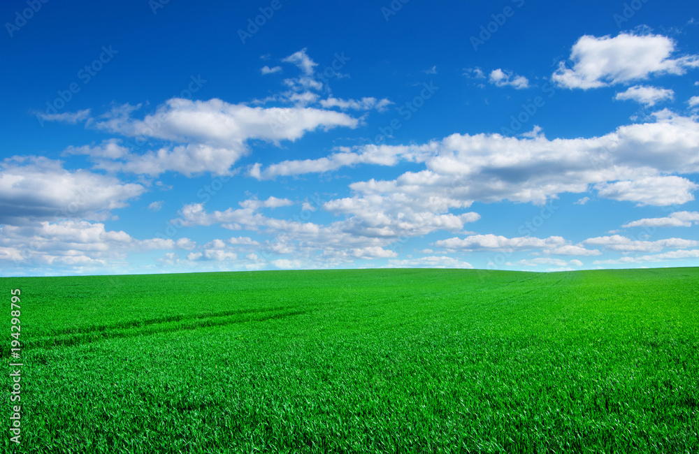 Image of green grass field and bright blue sky