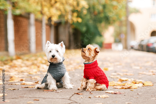 Portrait of two dogs friends west highland white terrier and yorkshire terrier playing in the park on the autumn foliage. gold nature. dog in red pullover and grey coat